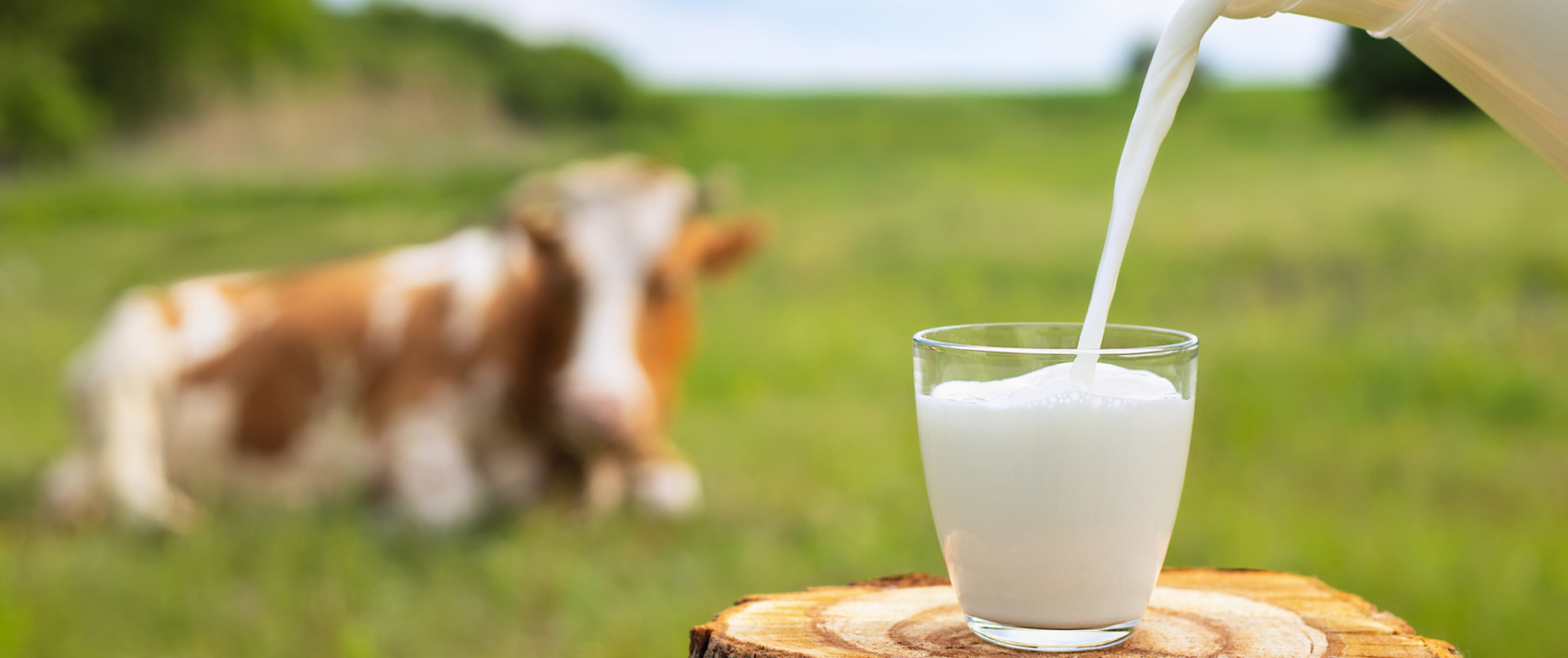 Ingredients für die Milchverarbeitung